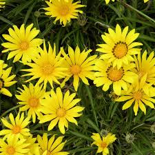 At our nursery it is not unusual for people to ask us for plants that bloom all the time. Gazania Linearis Colorado Gold Colorado Gold Treasure Flower High Country Gardens