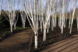 We did not find results for: 11 Common Species Of Birch Trees
