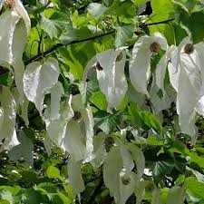 File:st davida or pocket handkerchief tree in bloom. Davidia Involucrata Handkerchief Tree Palma Verde Exoten V O F