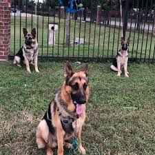 We did not find results for: German Shepherd Puppies For Sale In Dallas Texas Home Facebook