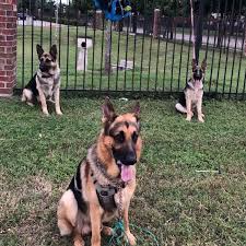 .very sweet with kids and all animals.just loves everyone and loves to play american kennel club registered german shepherd puppys for sale from stunning bloodlines. German Shepherd Puppies For Sale In Dallas Texas Home Facebook