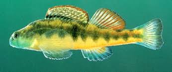 Image result for Platostoma africanum