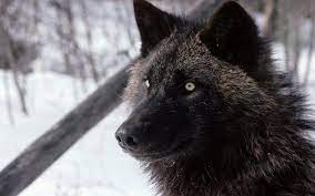 Yes, it would need cleaning and modernizing before anyone moved in. Awesome Dark Black Wolf Wallpaper Hd 1920p Real Wolves 1920x1200 Wallpaper Teahub Io