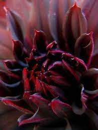 Floral pattern is a vector of author. 270 Chocolate Plum Color Mix Ideas In 2021 Plum Color Plum Color