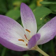 Image result for Iridaceae