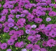 Image result for Osteospermum muricatum