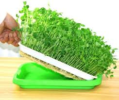 Hydroponics seed germination tray seedling tray sprout plate grow nursery.hc. Diy Microgreens Seed Trays Seedling Sprout Tray Microgreen Planter Shelf China Micro Green Tray Shelf And Hydroponic Seedling Tray Shelf Price Made In China Com