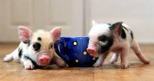 Последние твиты от tloves2eat (@tcup1973). Teacup Schweinchen Minischweinchen Micropigs Tiere Schwein