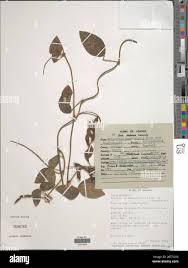 Image result for Rhynchosia usambarensis