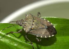 Brown Marmorated Stink Bug School Ipm Usu Extension