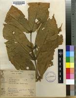 Image result for Belonophora coffeoides