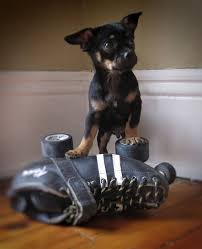 pin by siobhan cryan on roller derby dog photo contest dog photos family dog photos