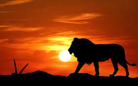Though, looking back, i would've done the sunset silhouettes a little bit differently. Lion Sunset Silhouette Free Stock Photo Public Domain Pictures