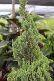Image result for spiral cut juniper trees