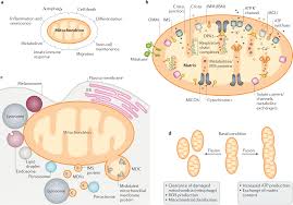 Maybe you would like to learn more about one of these? The Cell Biology Of Mitochondrial Membrane Dynamics Nature Reviews Molecular Cell Biology