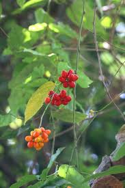 Image result for Tiliacora funifera