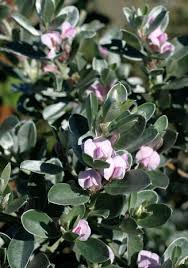 Image result for Podalyria