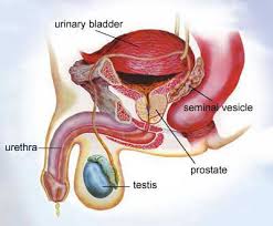 09.04.2019 · unlike prostate cancer, testicular cancer is rare, accounting for about 1% of all cancers in men. About Testicular Cancer Testicular Cancer Nz