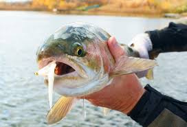 stillwater fly fishing and sinking