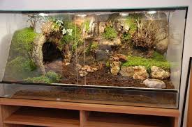 Theraphosa Stirmi Reptile Habitat Reptile Terrarium Gecko Terrarium