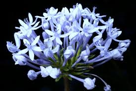 Image result for Pentanisia