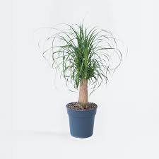 Image result for Beaucarnea recurvata