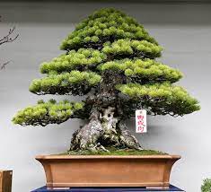 Pin By Maria Blas On Bonsai Trees Bonsai Tree Types Bonsai Tree Bonsai