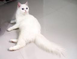 Untuk ciri fisiknya sendiri, kucing birma tampil dengan mata biru dan bulu berwarna putih keemasan. Terjual Persia Jantan Peaknose Extreme Long Hair Dan Persia Himalaya Betina Putih Kaskus