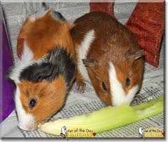 Pin On Pet Of The Day