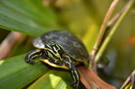 This subspecies of pond slider is native to the southeastern united states, specifically from florida to southeastern virginia, and is the most common turtle species in its range. Yellow Bellied Slider Information And Pictures Petguide