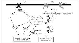 Check spelling or type a new query. Pdf The Angiotensin Ii Type 2 Receptor In Cardiovascular Disease Semantic Scholar