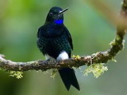 Image result for Eriosema burkei