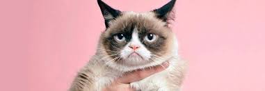 En este sentido, muchas personas se van a reunir este domingo para celebrar a sus padres, donde quizá preparen su comida favorita y se diviertan en familia. Internet Celebra El Dia Mundial Del Gato Con Los Mejores Memes
