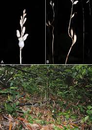 Image result for Gastrodia