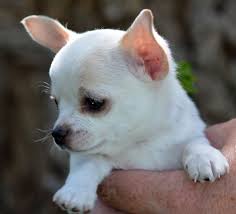 Basil Chihuahua Puppy Puppyspot Basil Chihuahua Puppy 609173 Puppyspot In 2020 Mit Bildern Welpen Baby Babynamen