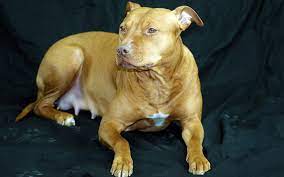Before we go into more detail regarding each type we need to go into a little. The 300 Best Pitbull Names For Your New Puppy