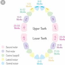Baby Teeth Chart Babycenter