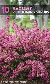 10 Radiant Reblooming Shrubs Shrubs For Landscaping Landscaping Shrubs Bushes And Shrubs