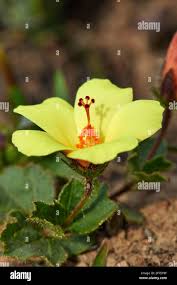Image result for Hibiscus aethiopicus