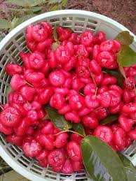 (dilencongkan dari pokok jambu air). Pokok Jambu Bertih Hybrid White New Pgmall