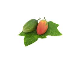 Image result for Coccinia