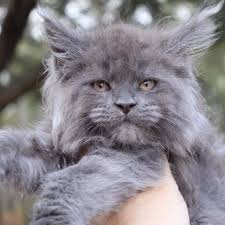 The oldest cfa maine coon cattery in florida. Sassy Koonz Bogie Blue Smoke Maine Coon Kitten