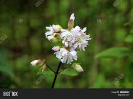 This plant has been flowering continuously since he planted it! Wild Sweet William Image Photo Free Trial Bigstock