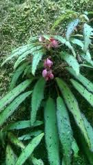 Image result for Begonia bequaertii