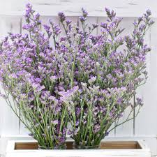 Image result for Limonium