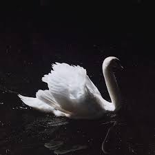 Black And White Swan White Swan Image By Aries On Kpop Aes Blackpink