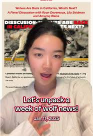 Its The Making A Team Wolf of in 2025