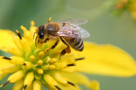 Wenn Bienenstiche Todlich Werden