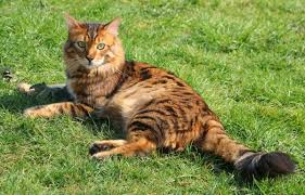 Eine bengalkatze kaufen gerade bei katzenrassen die etwas teurer sind, sollten sie beim kauf besonders vorsichtig. Katzen Bengalkatze In Henstedt Ulzburg Katzen Kaufen Verkaufen
