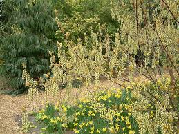 Uk hedging, plant and tree supplier available online from scotlands very own scotplants direct garden centre. Www Thornhayes Nursery Co Uk Stachyrus Praecox Hedge Plants Specimen Trees Ornamental Trees